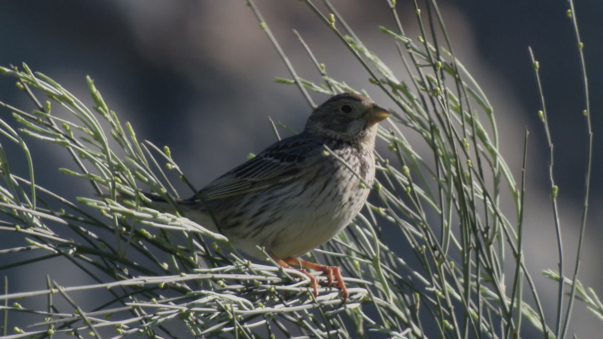 242569144 / Corn Bunting / Singing