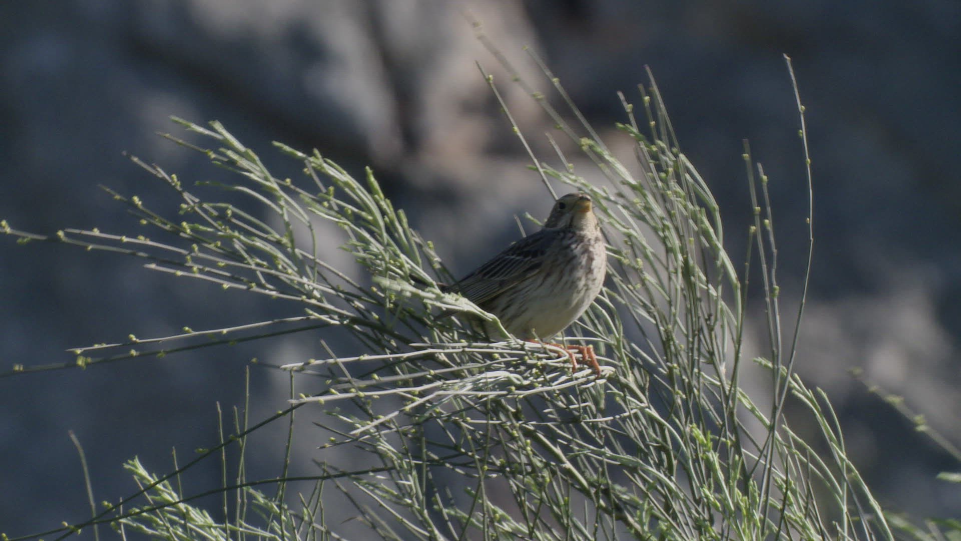 962554895 / Corn Bunting / Singing