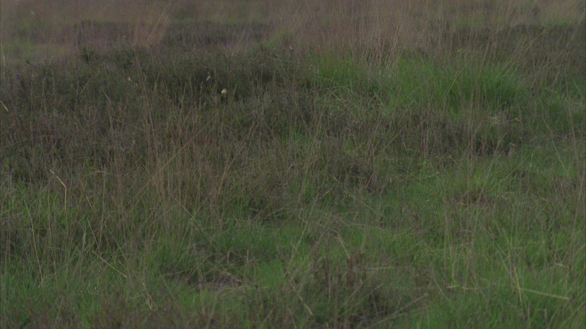 258720638 / Shepherd Dog / Production Animal