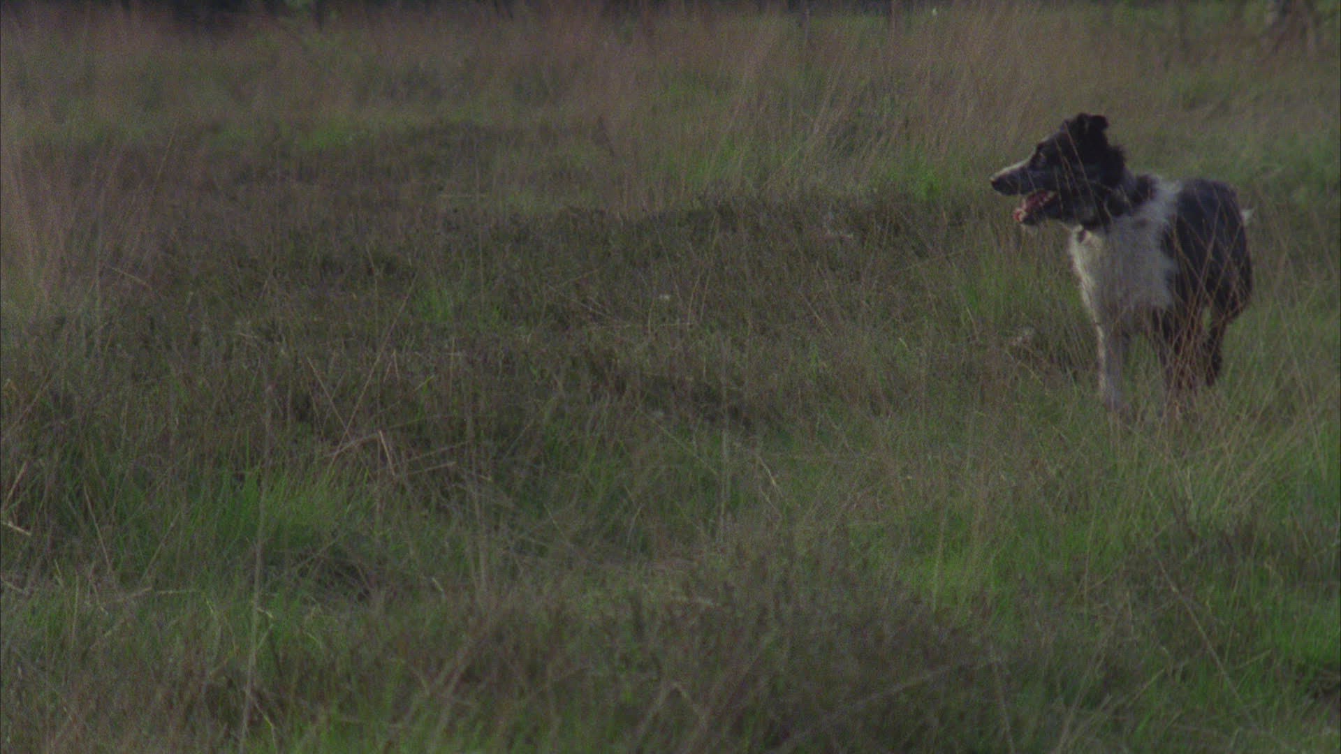 430362093 / Shepherd Dog / Production Animal