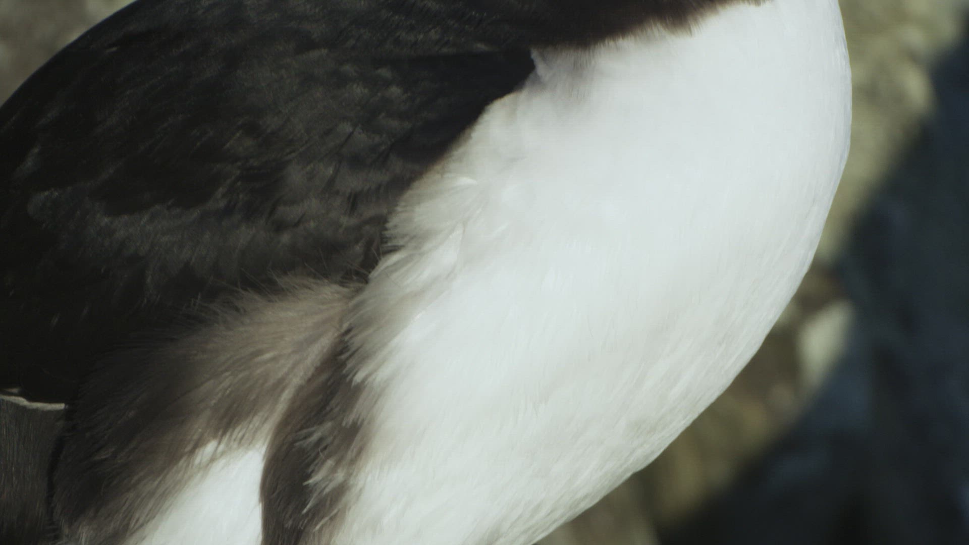 272216526 / Atlantic Puffin / Looking Around
