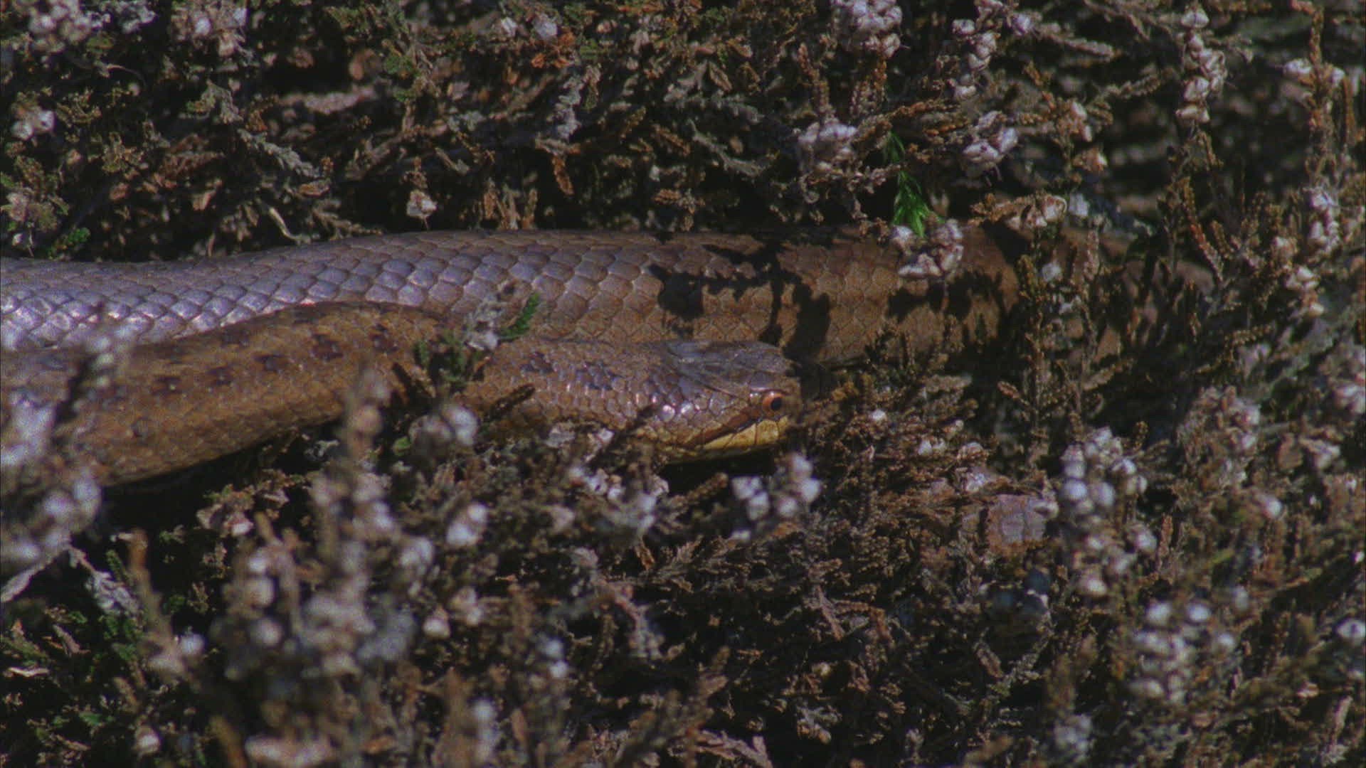 241771485 / European Adder / Viper / Snake