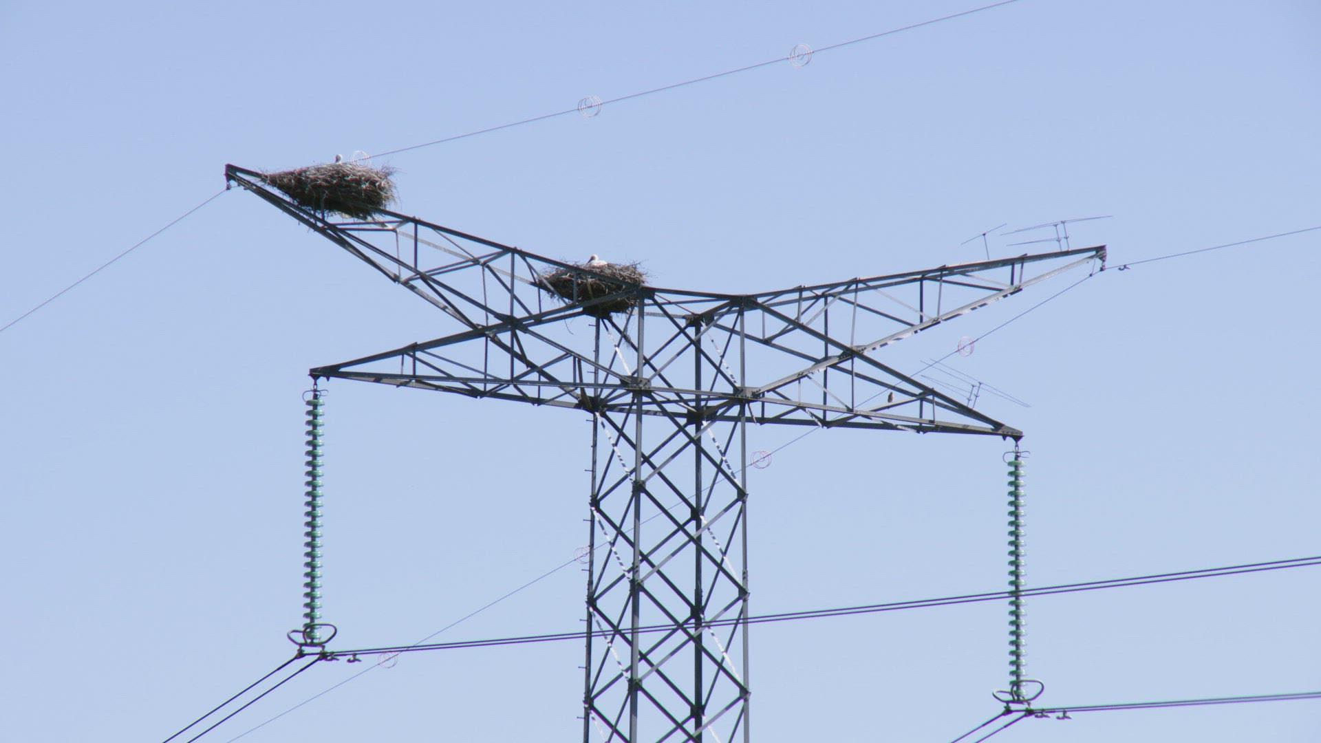 110816560 / White Stork / Power Pole / Eyrie