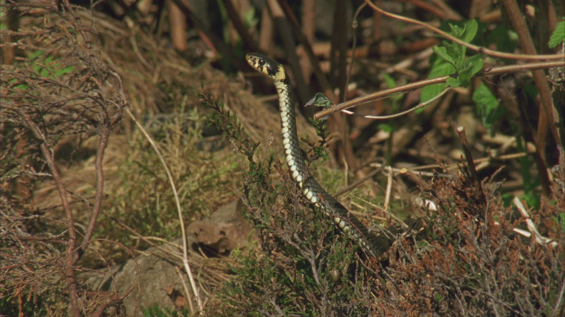 751868241 / European Adder / Viper / Snake