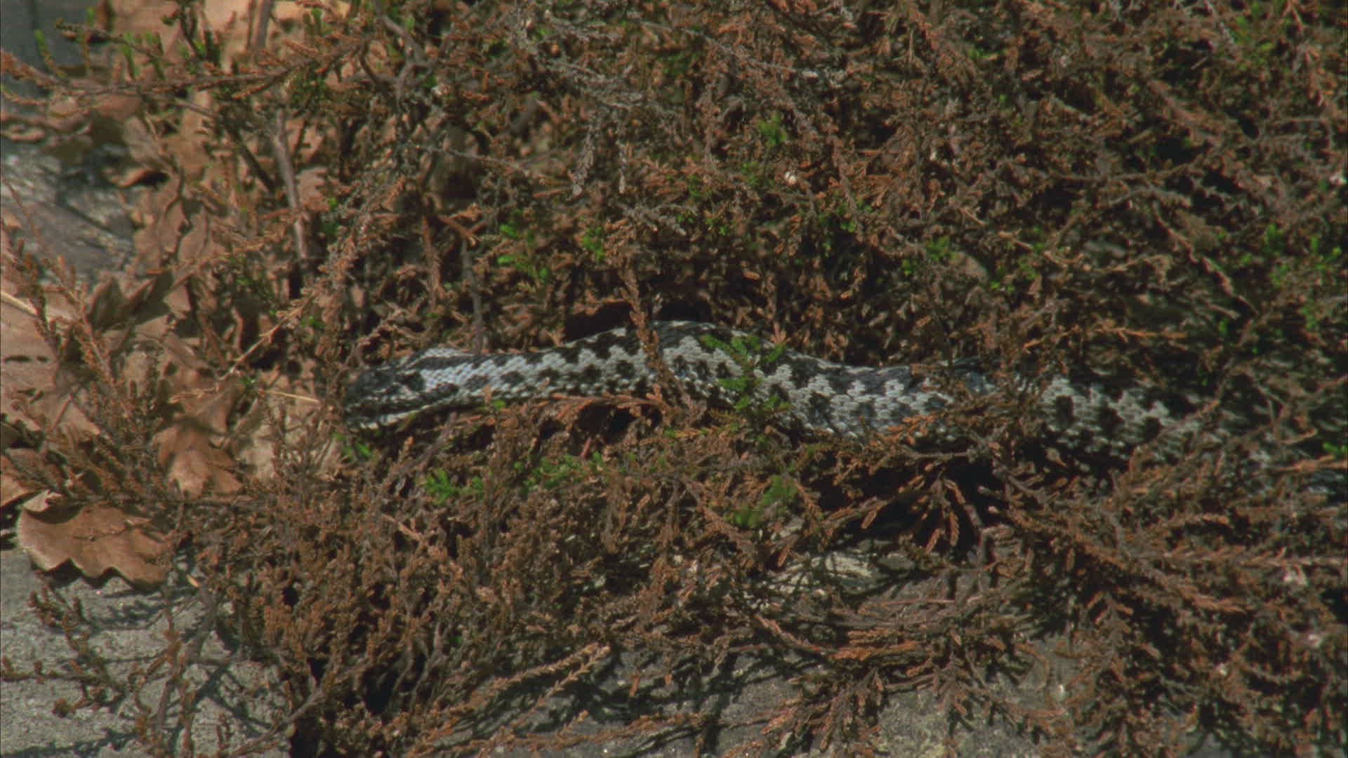 138868596 / European Adder / Viper / Snake