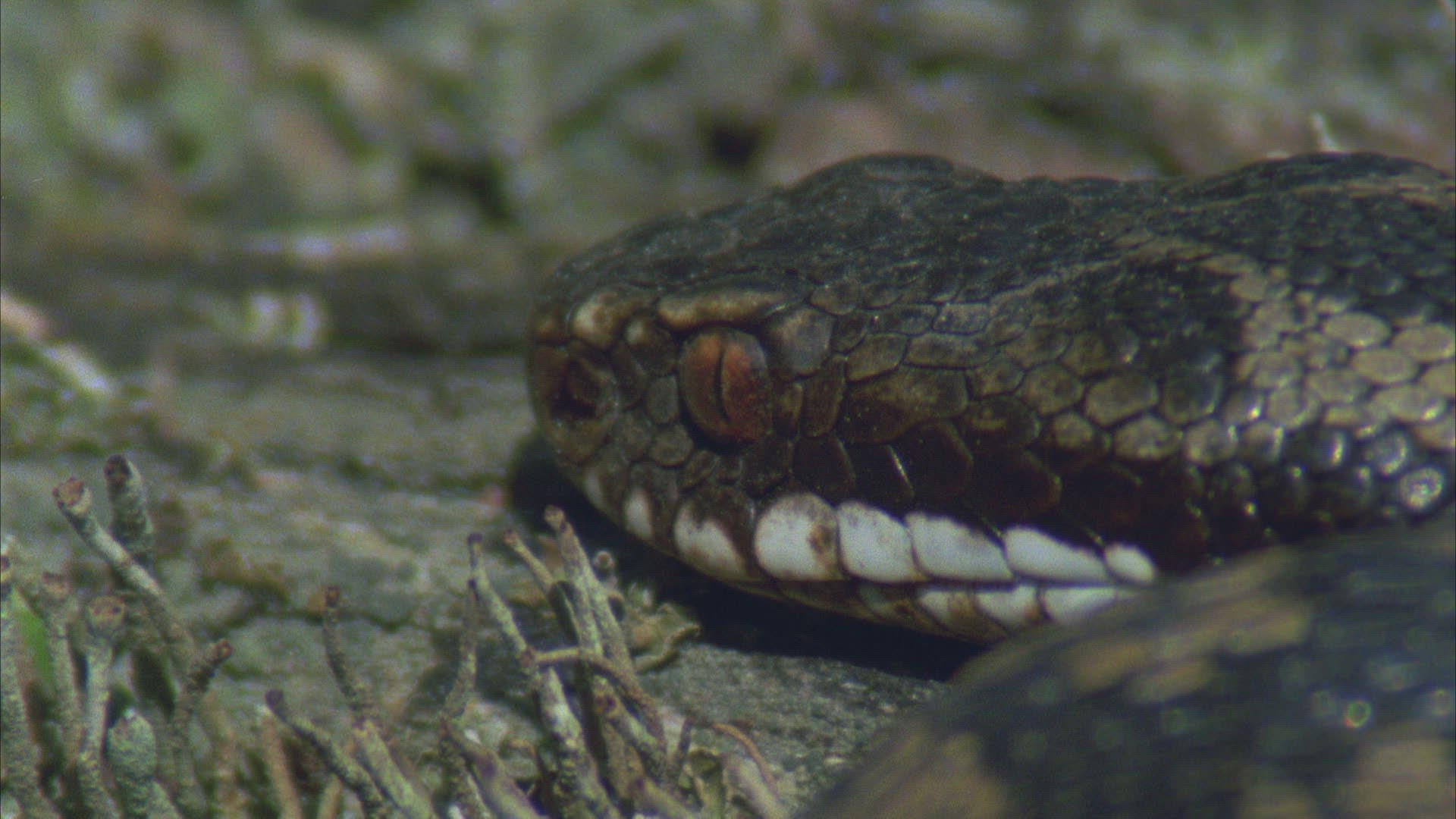 499178331 / European Adder / Viper / Snake