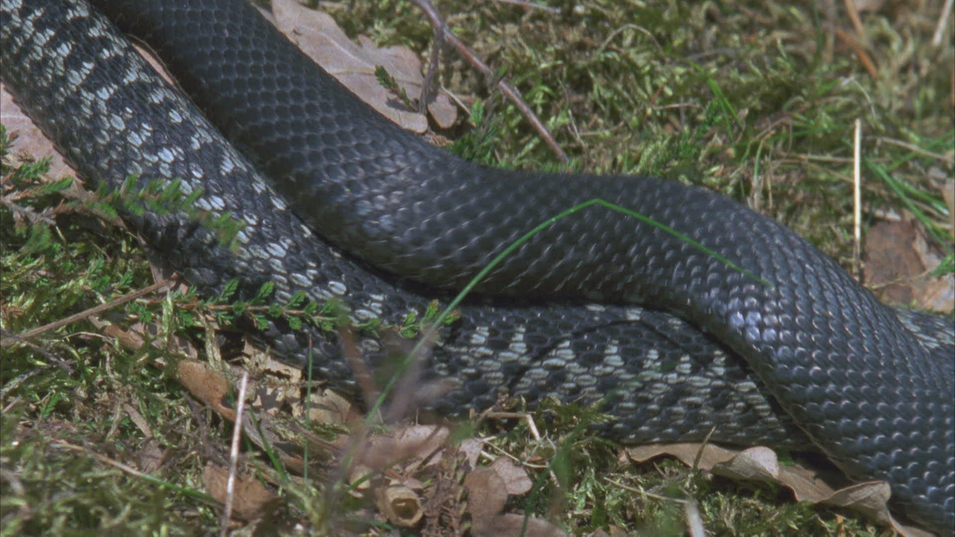 663677731 / European Adder / Viper / Snake