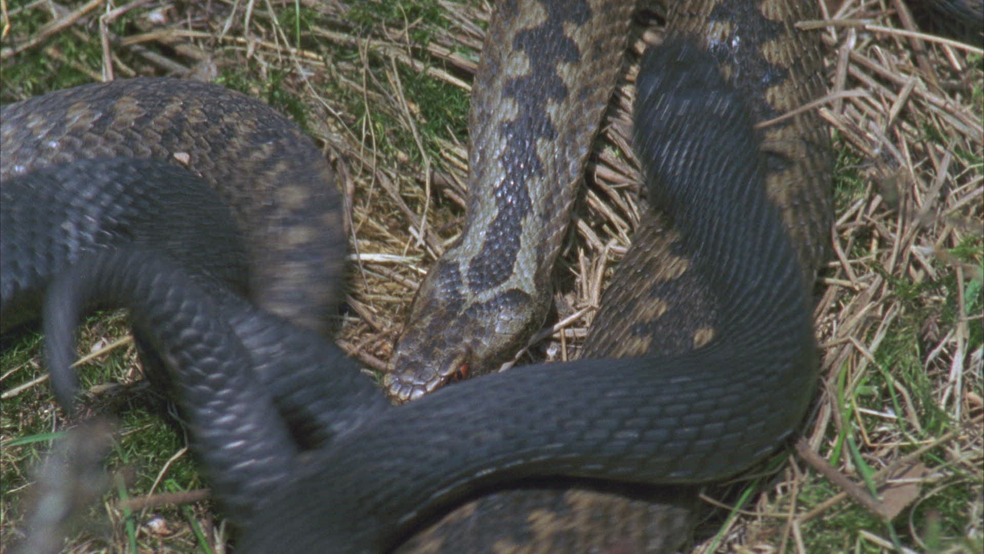 737216682 / European Adder / Viper / Snake