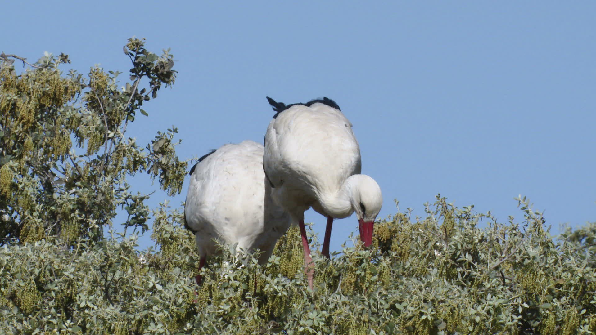 861790748 / White Stork / Nest-building / Eyrie