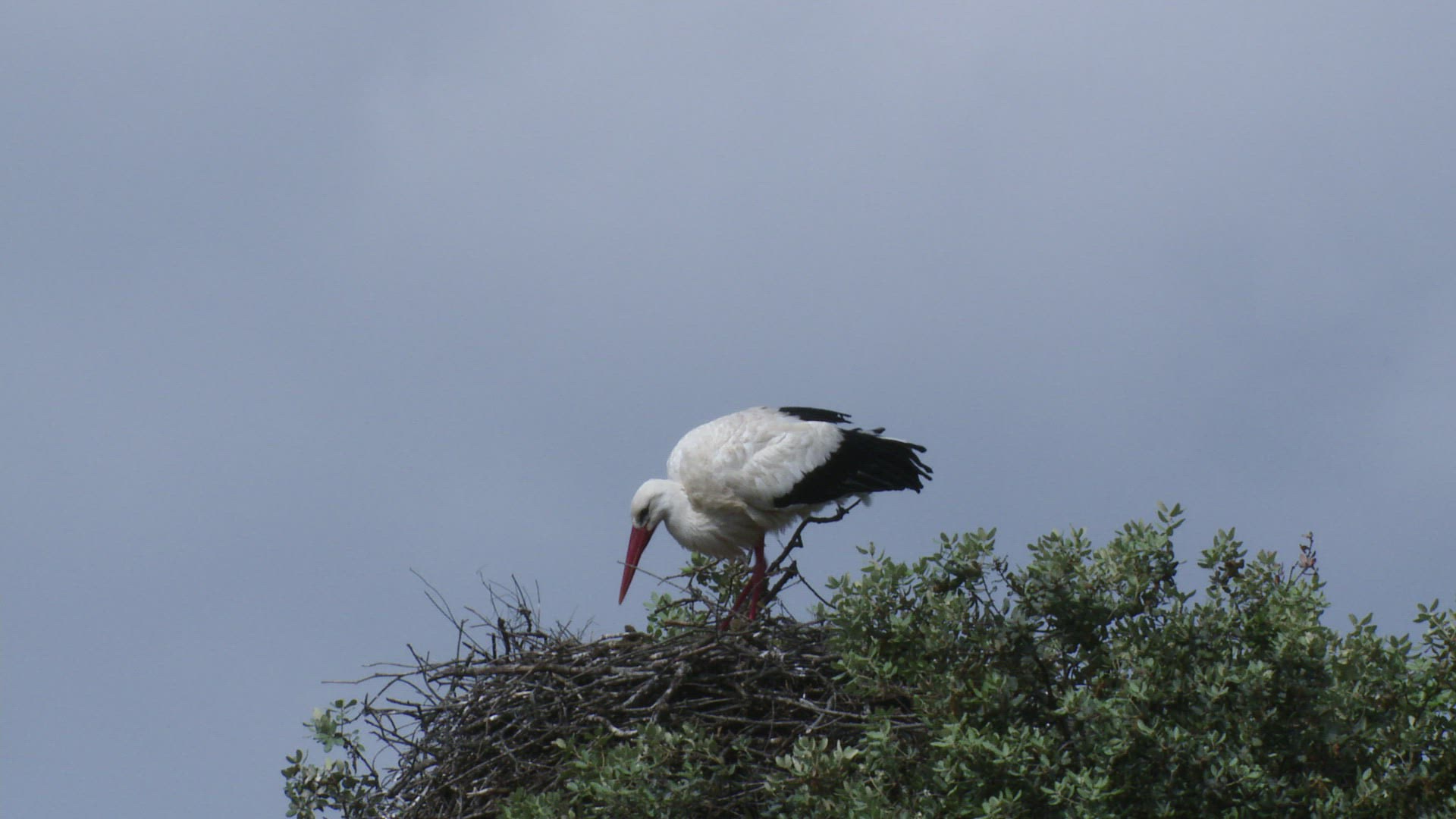 629584308 / White Stork / Nest-building / Eyrie