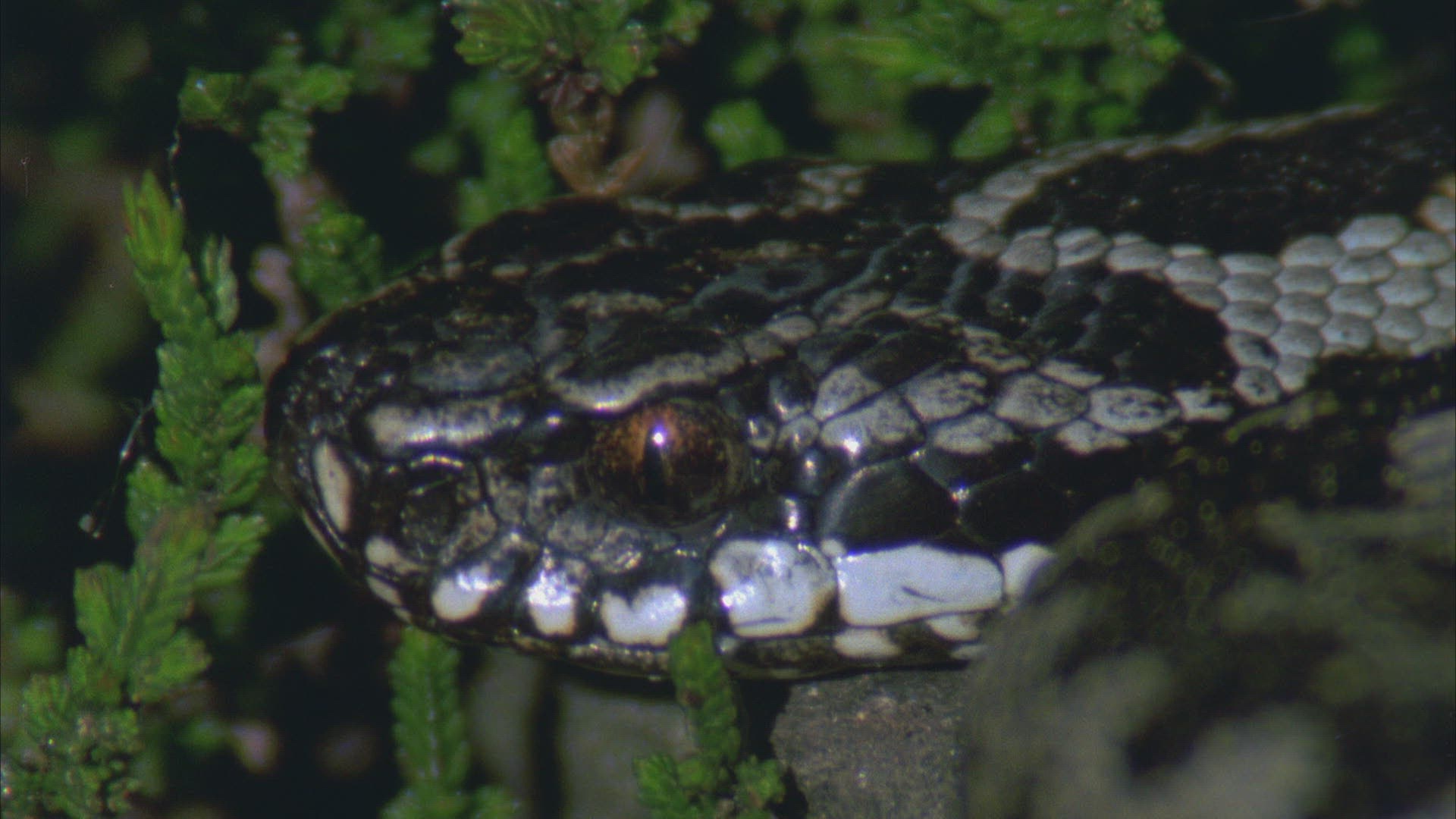 354749858 / European Adder / Viper / Snake