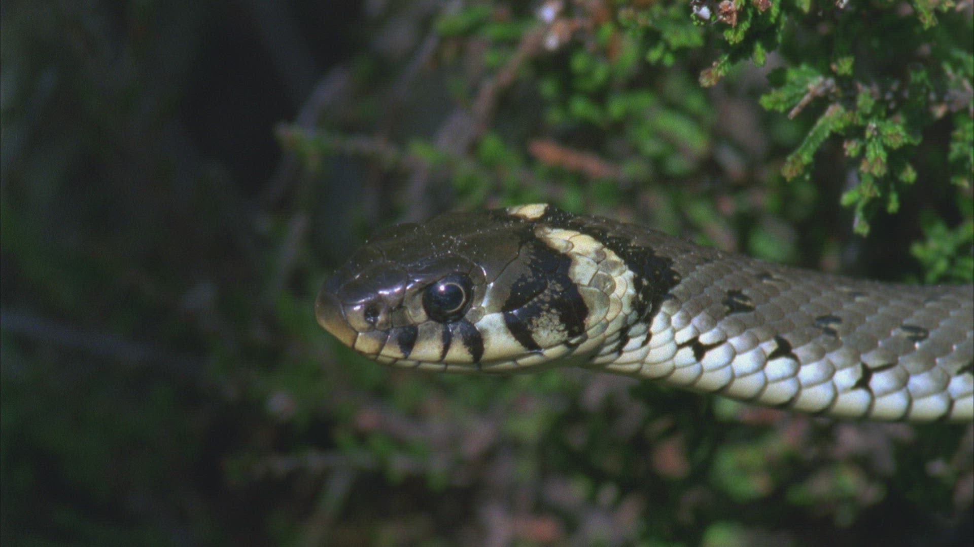 215309605 / European Adder / Viper / Snake