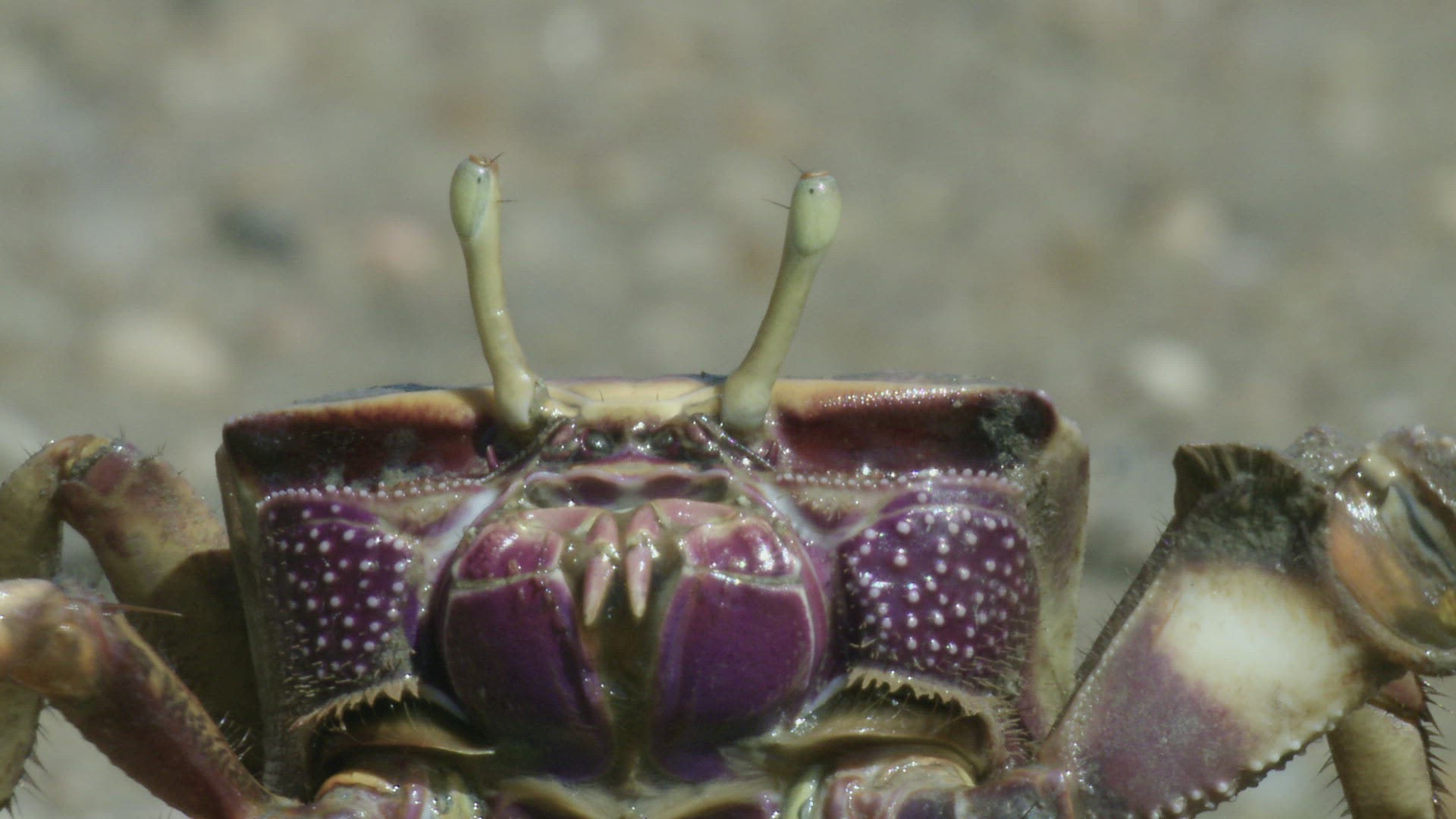 538237192 / Fiddler Crab / Mouth Tools