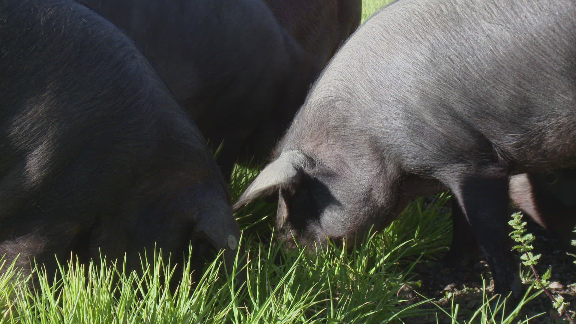 317148327 / Black Iberian Pig / Eating
