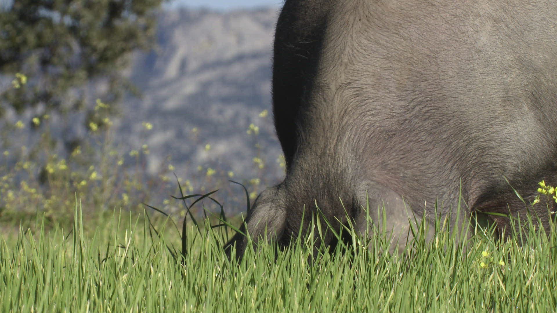 844045645 / Black Iberian Pig / Eating