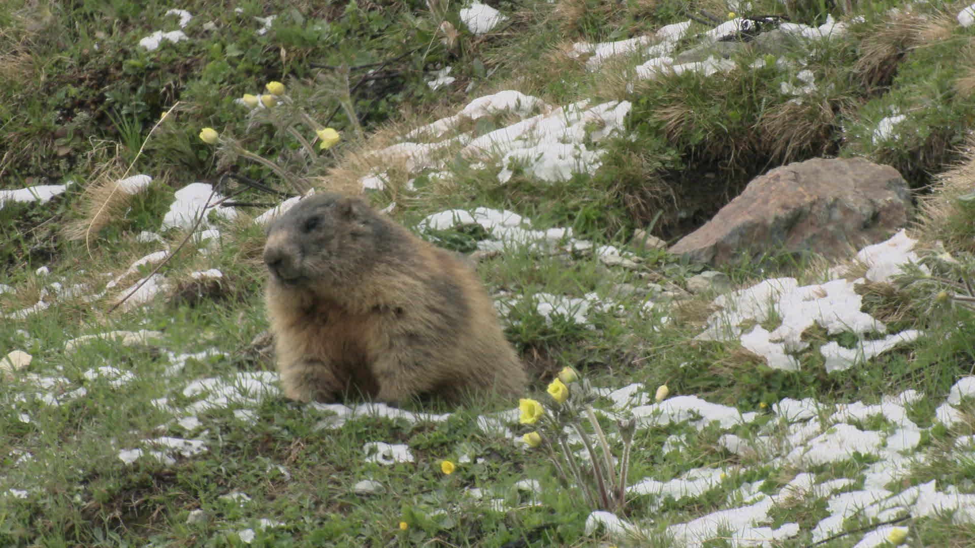 489757211 / Marmot / Burrow