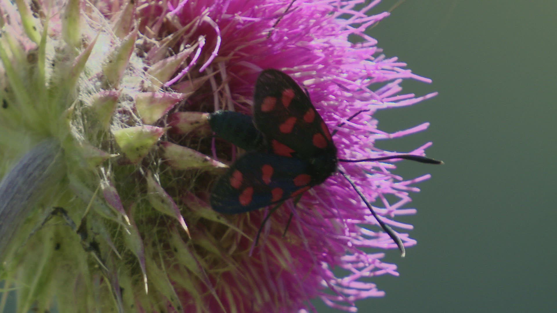 337152531 / Moths / Blossom