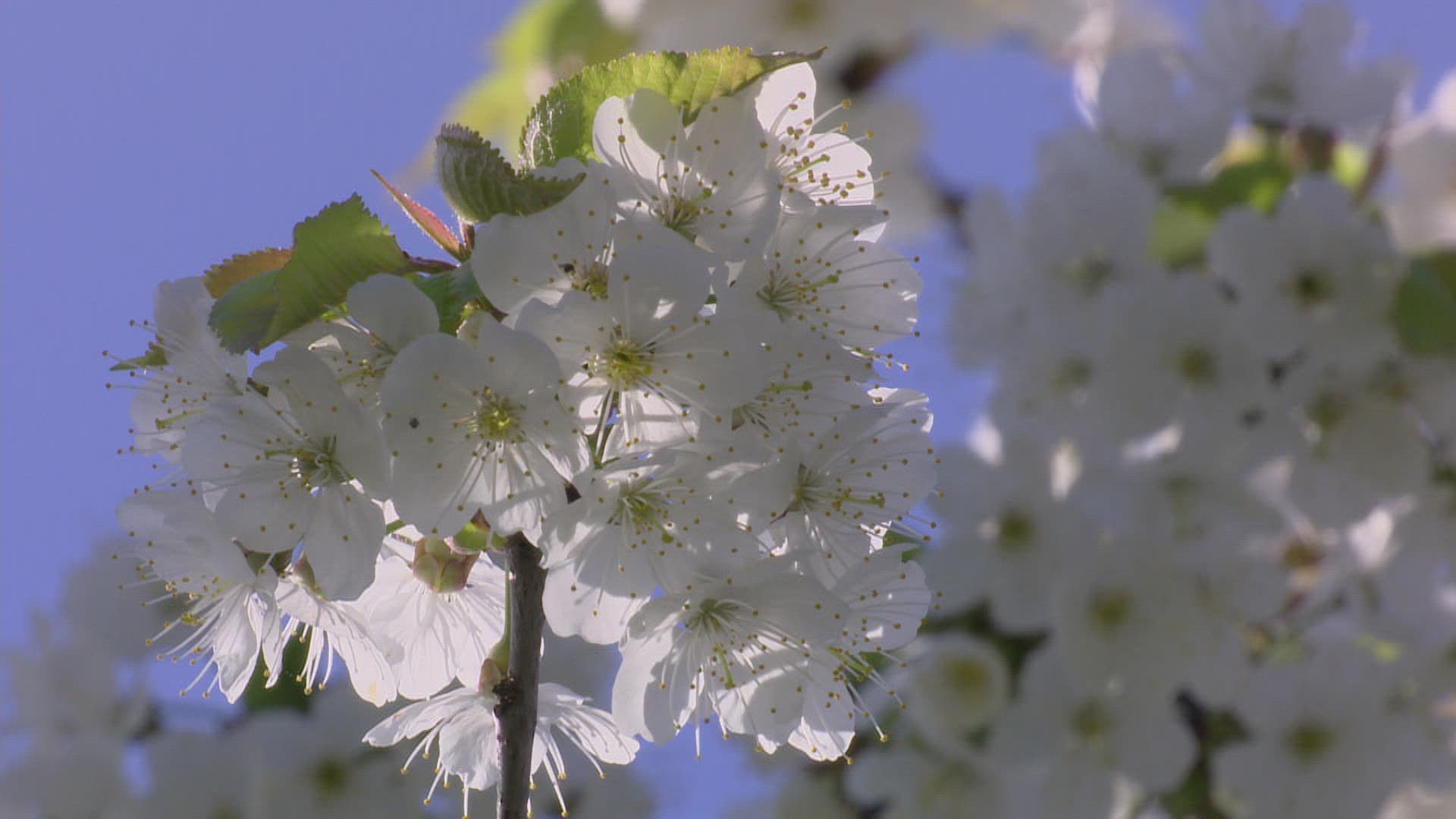 788345289 / Cherry Tree / Blossom / Spring