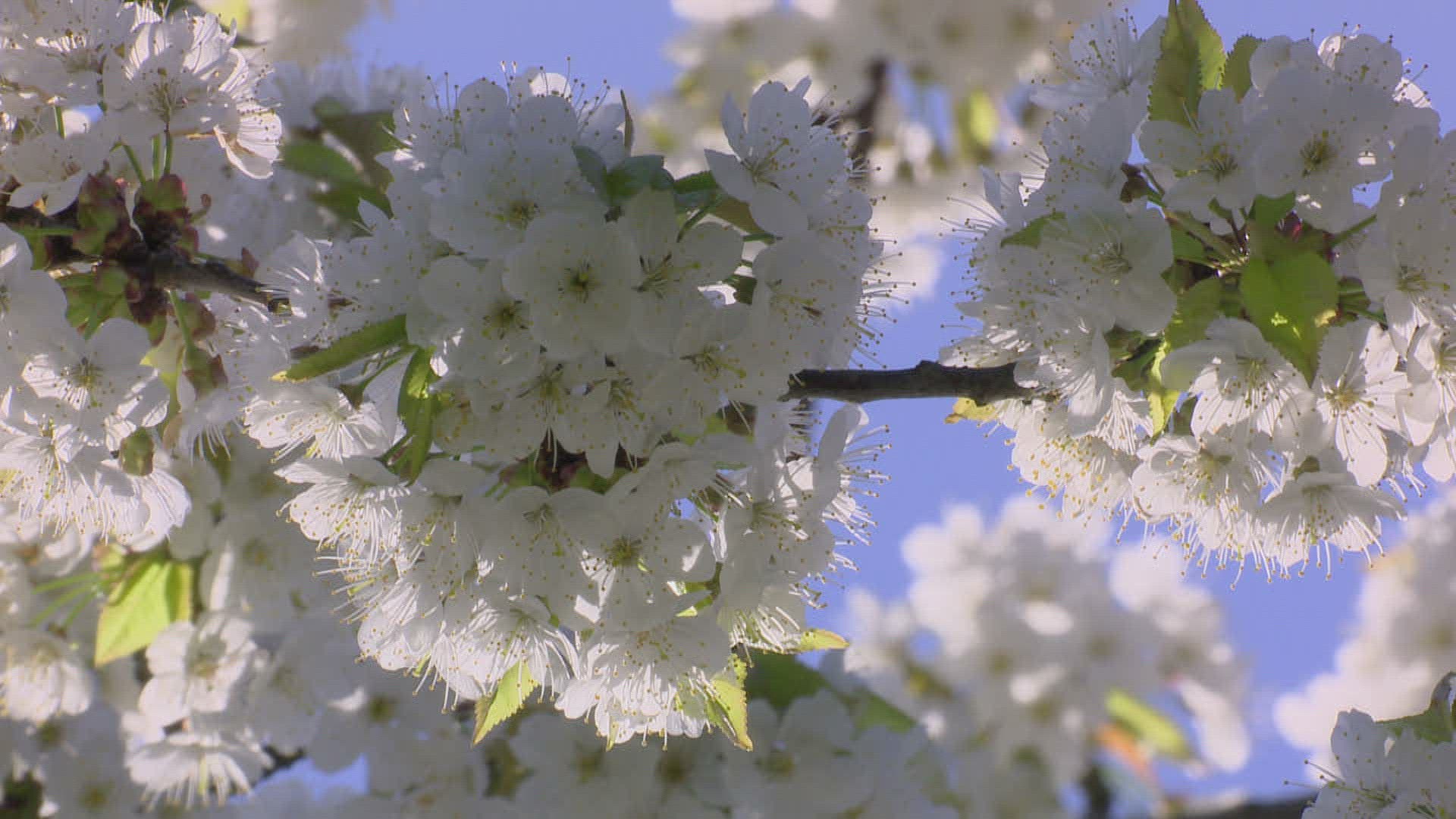 784501446 / Cherry Tree / Blossom / Spring