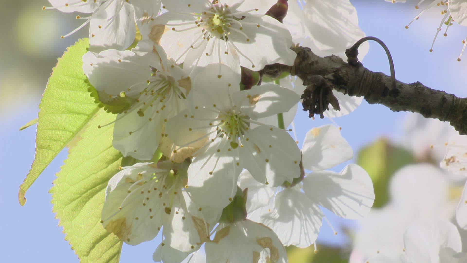 417866101 / Cherry Tree / Blossom / Spring