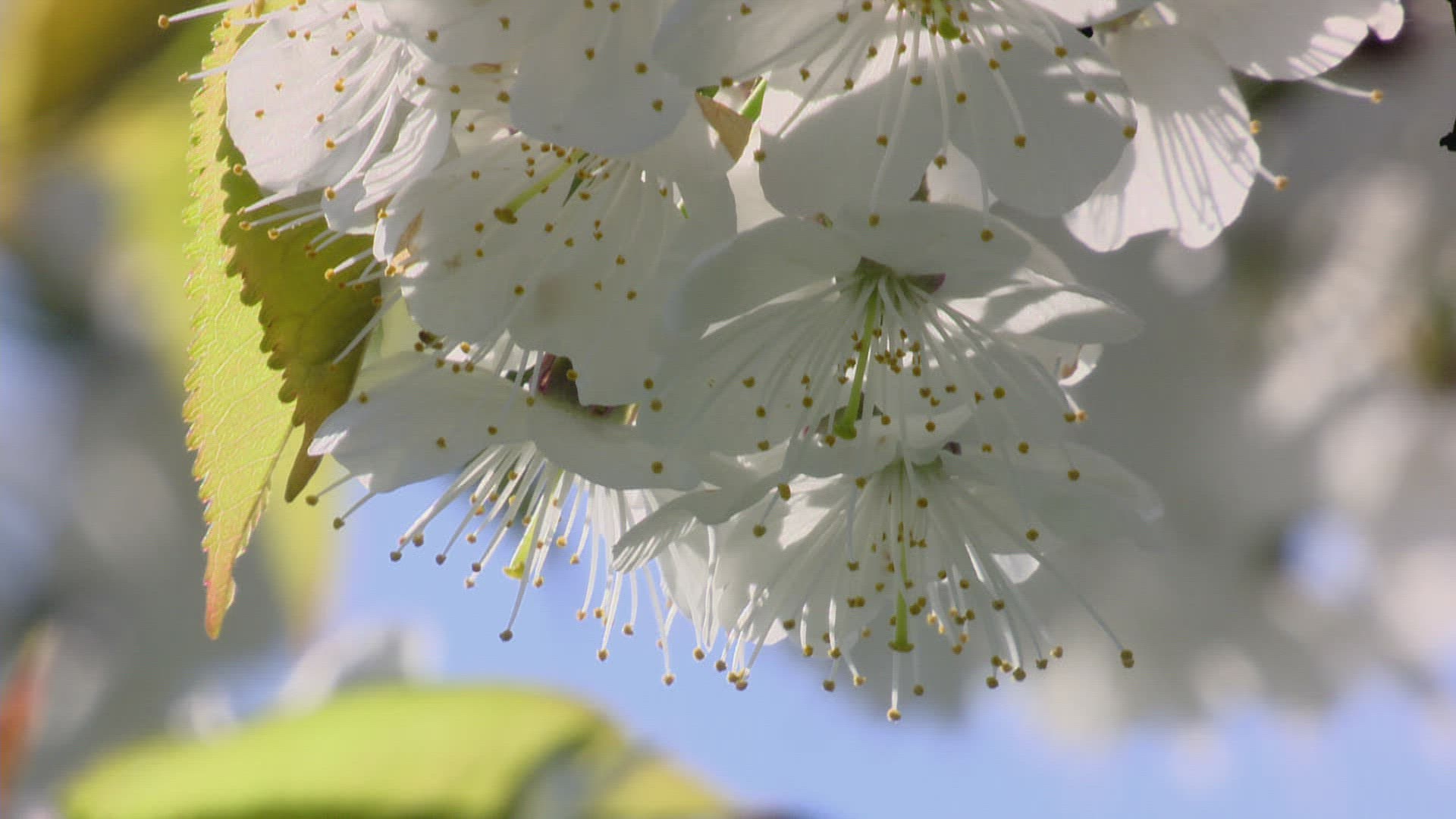 384020316 / Cherry Tree / Blossom / Spring