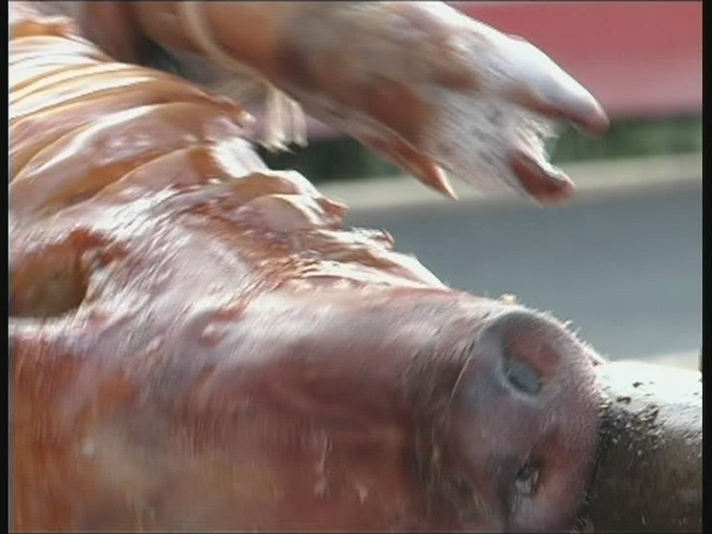 358603493 / Roasting Pig / Nutrition / Austria