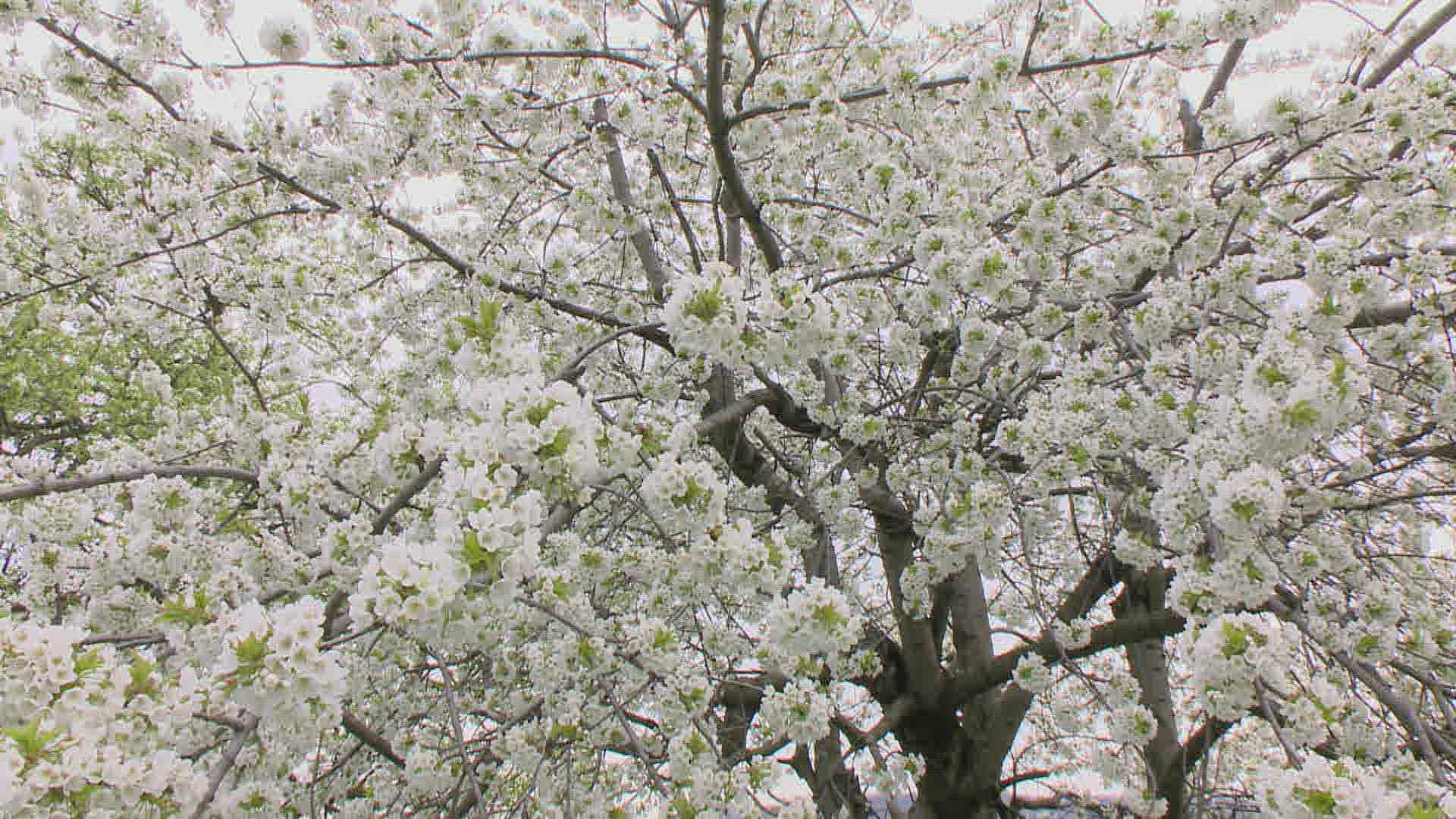 232524141 / Cherry Tree / Blossom / Spring
