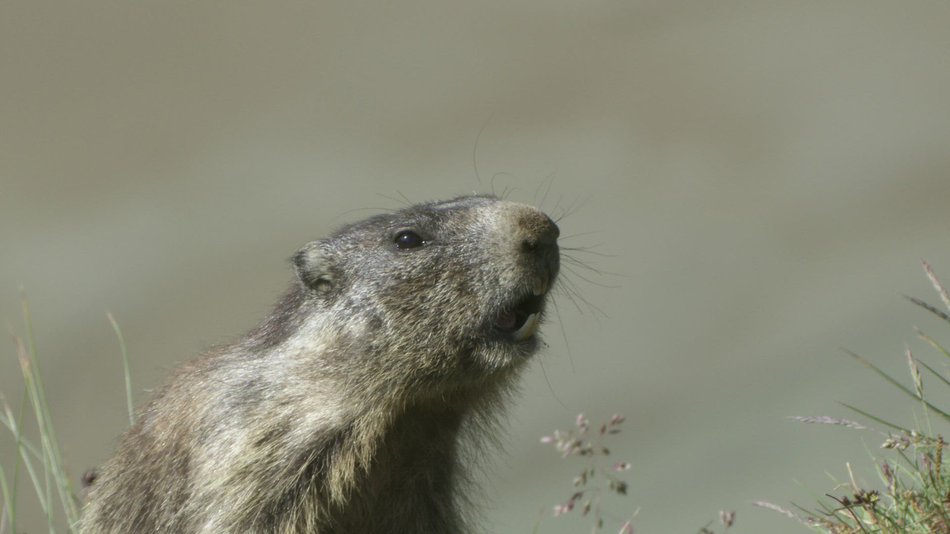 320972424 / Marmot / Calling
