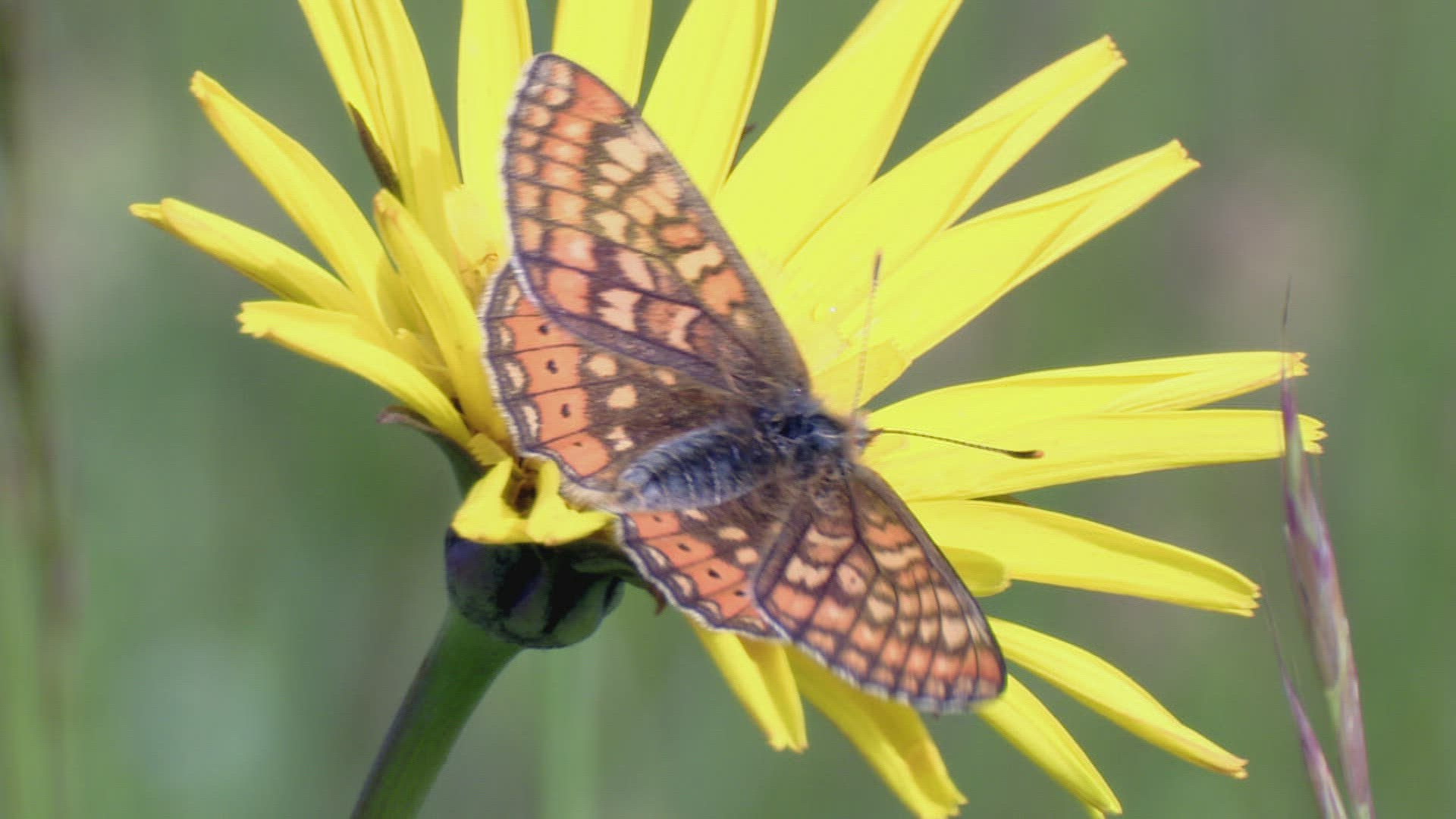 931201522 / Butterfly / Jack-Go-to-Bed-at-Noon / Spring