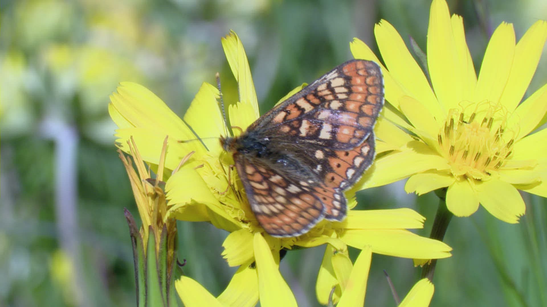 854776620 / Butterfly / Jack-Go-to-Bed-at-Noon / Spring