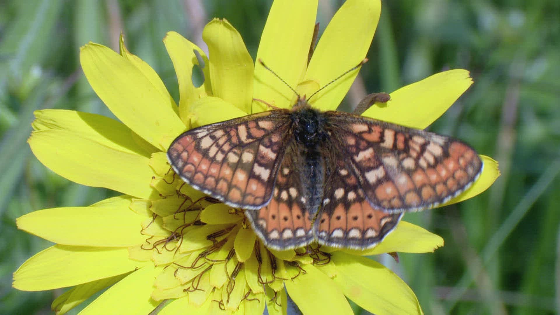 955346765 / Butterfly / Jack-Go-to-Bed-at-Noon / Spring