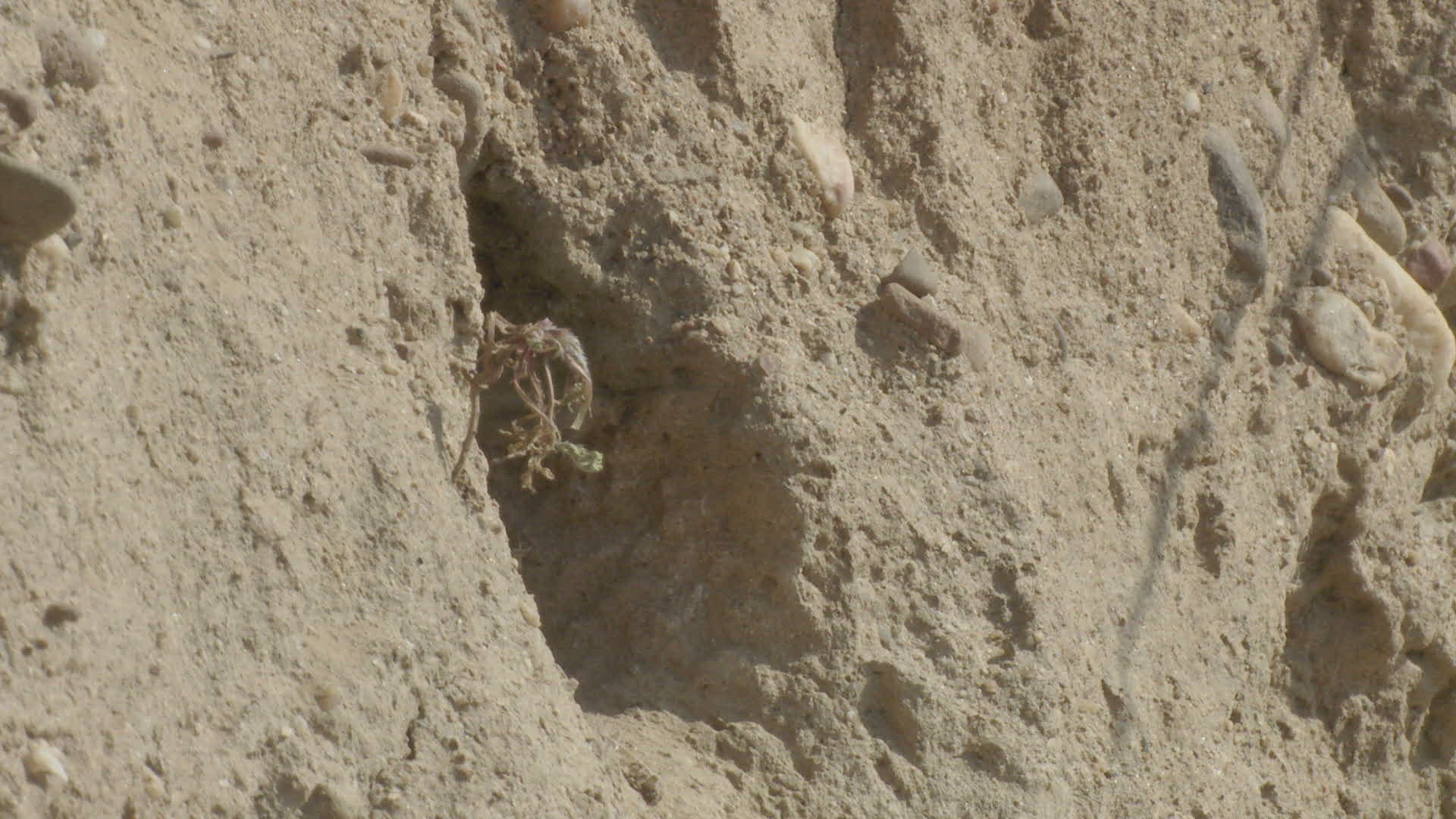 796853051 / Bee-eater / Brood Nest