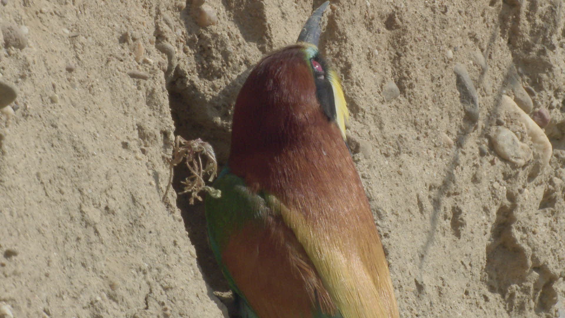 681702637 / Bee-eater / Brood Nest