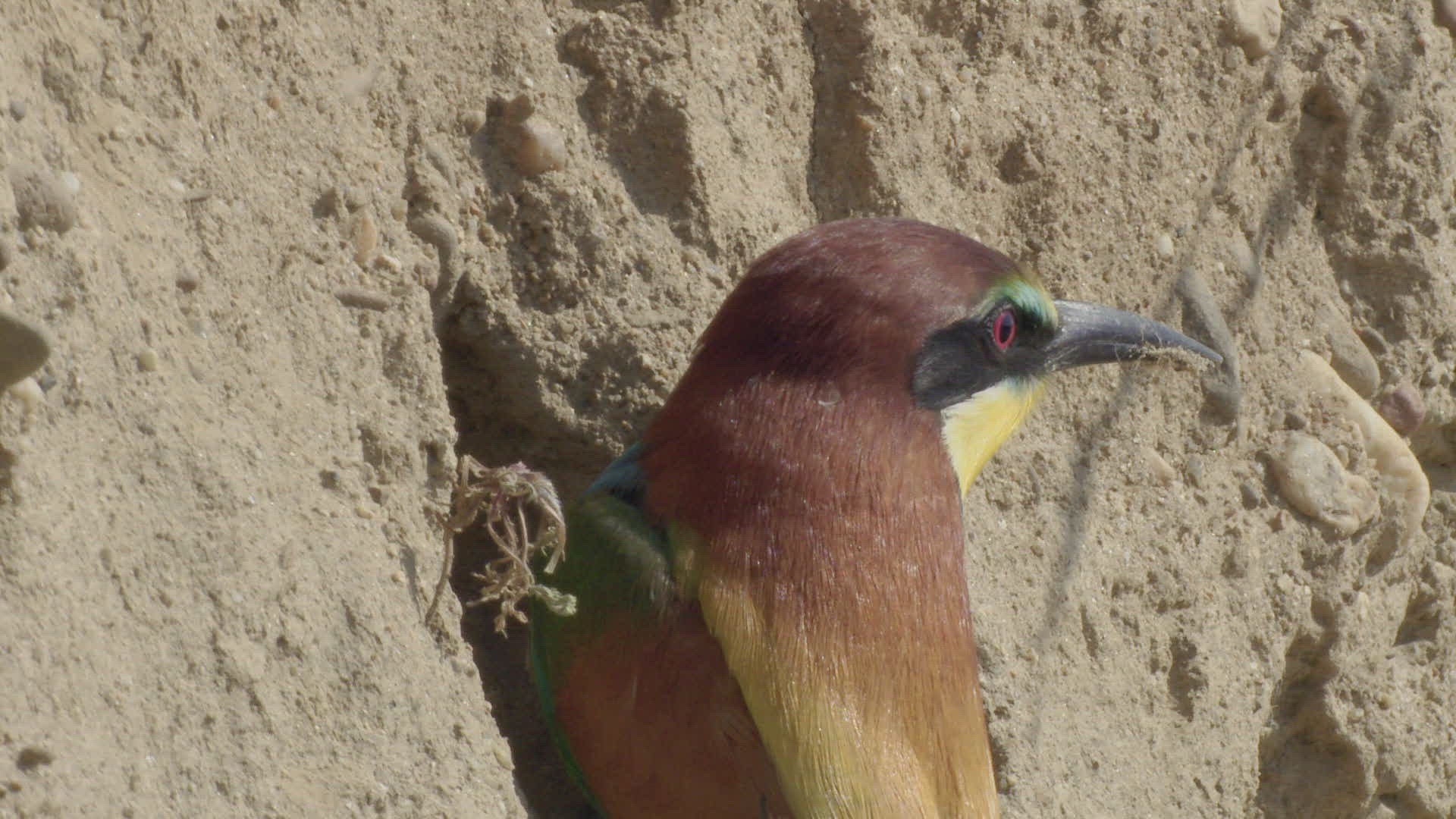 617394046 / Bee-eater / Brood Nest