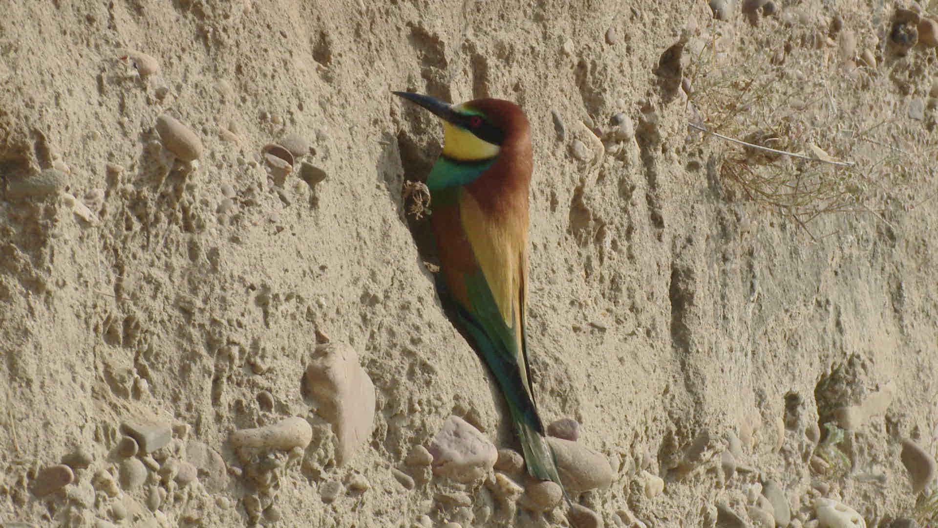 872607309 / Bee-eater / Brood Nest