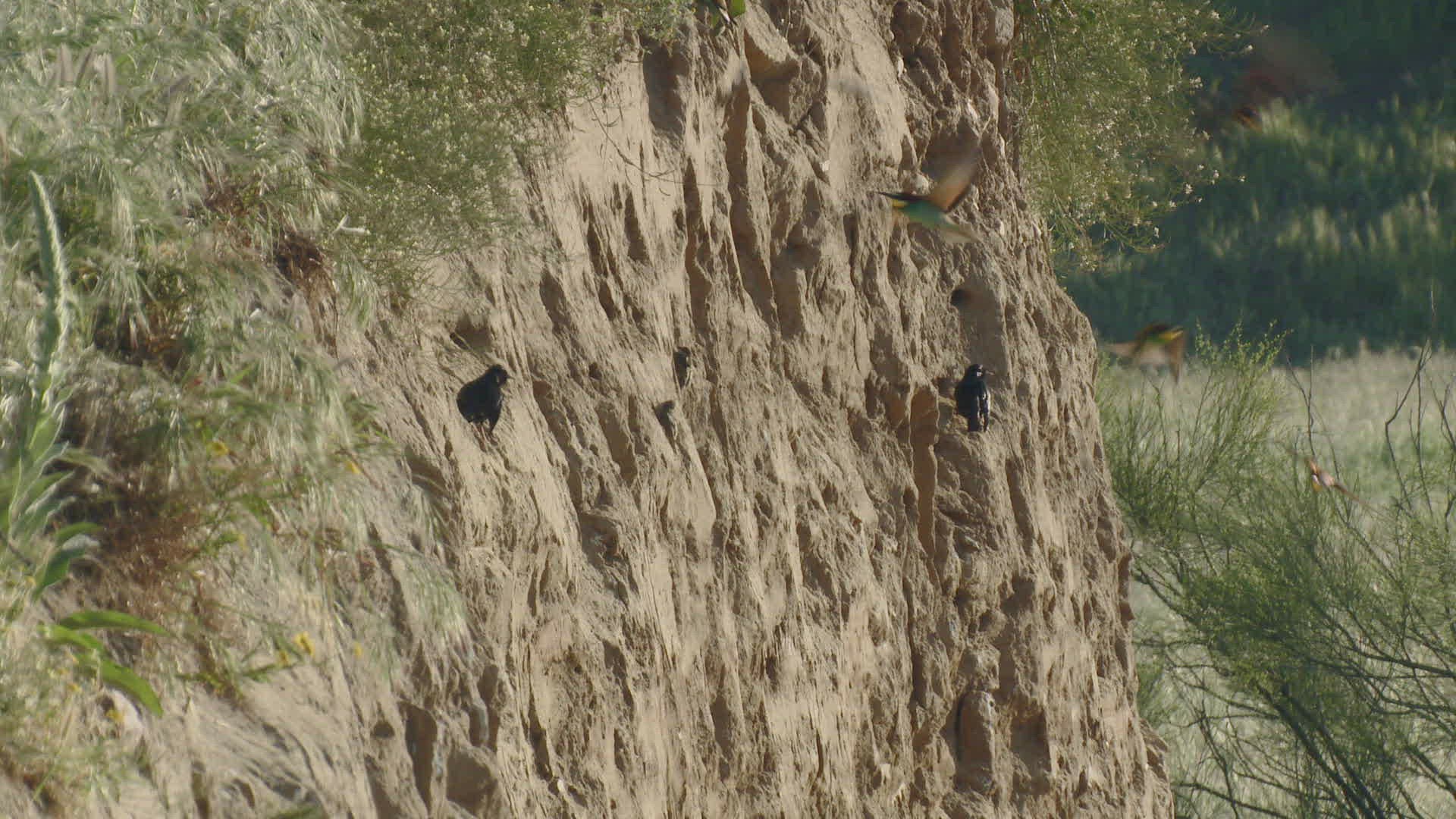 524318335 / Bee-eater / Brood Nest