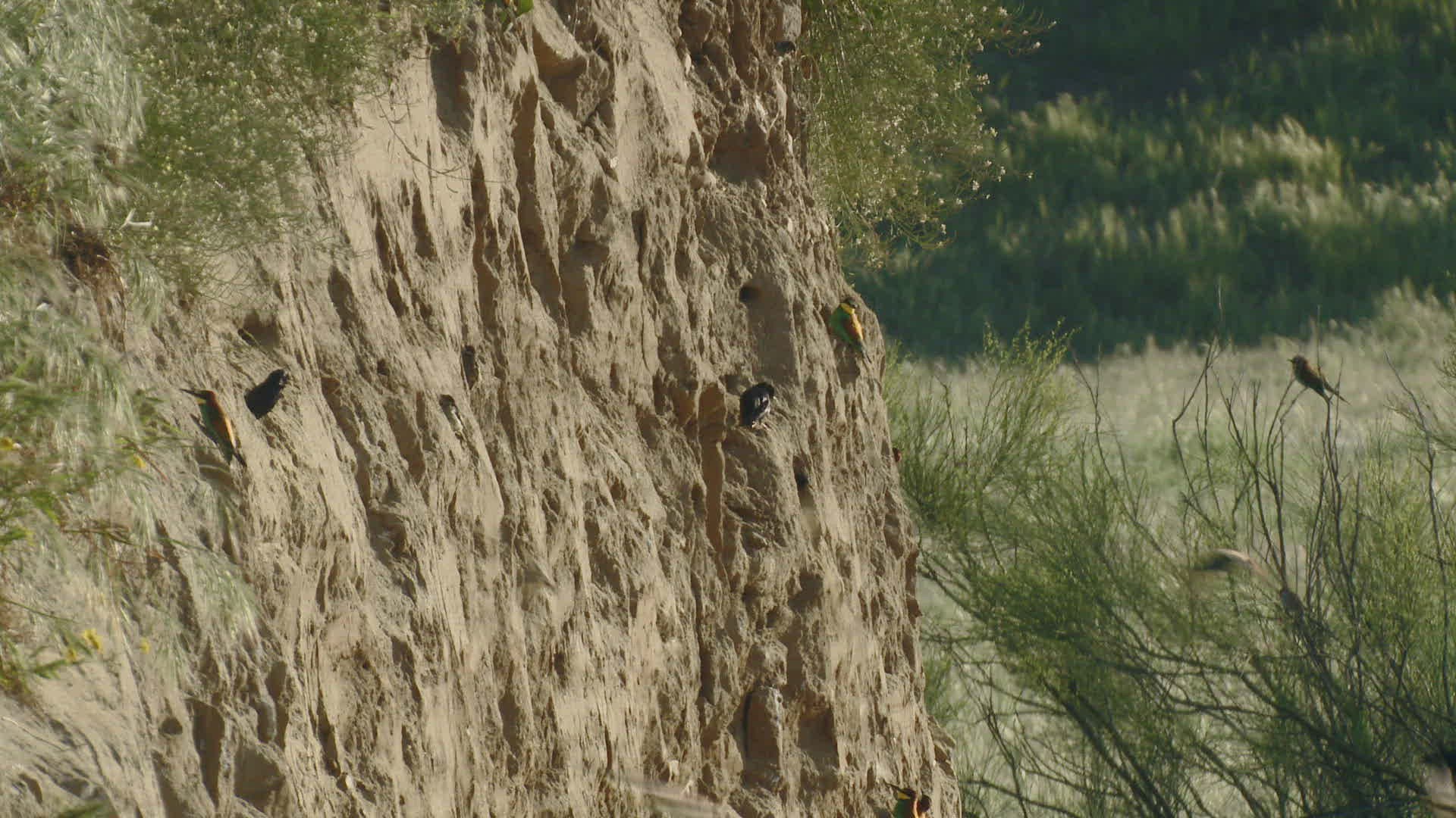 465320793 / Bee-eater / Brood Nest