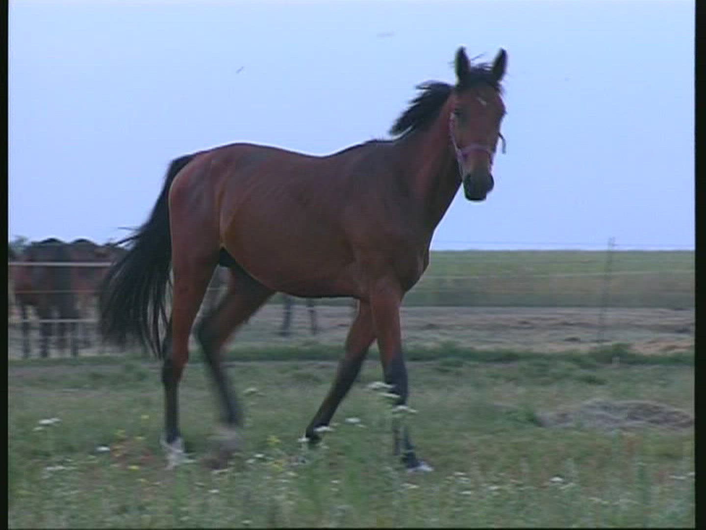 578088735 / Horse / Austria