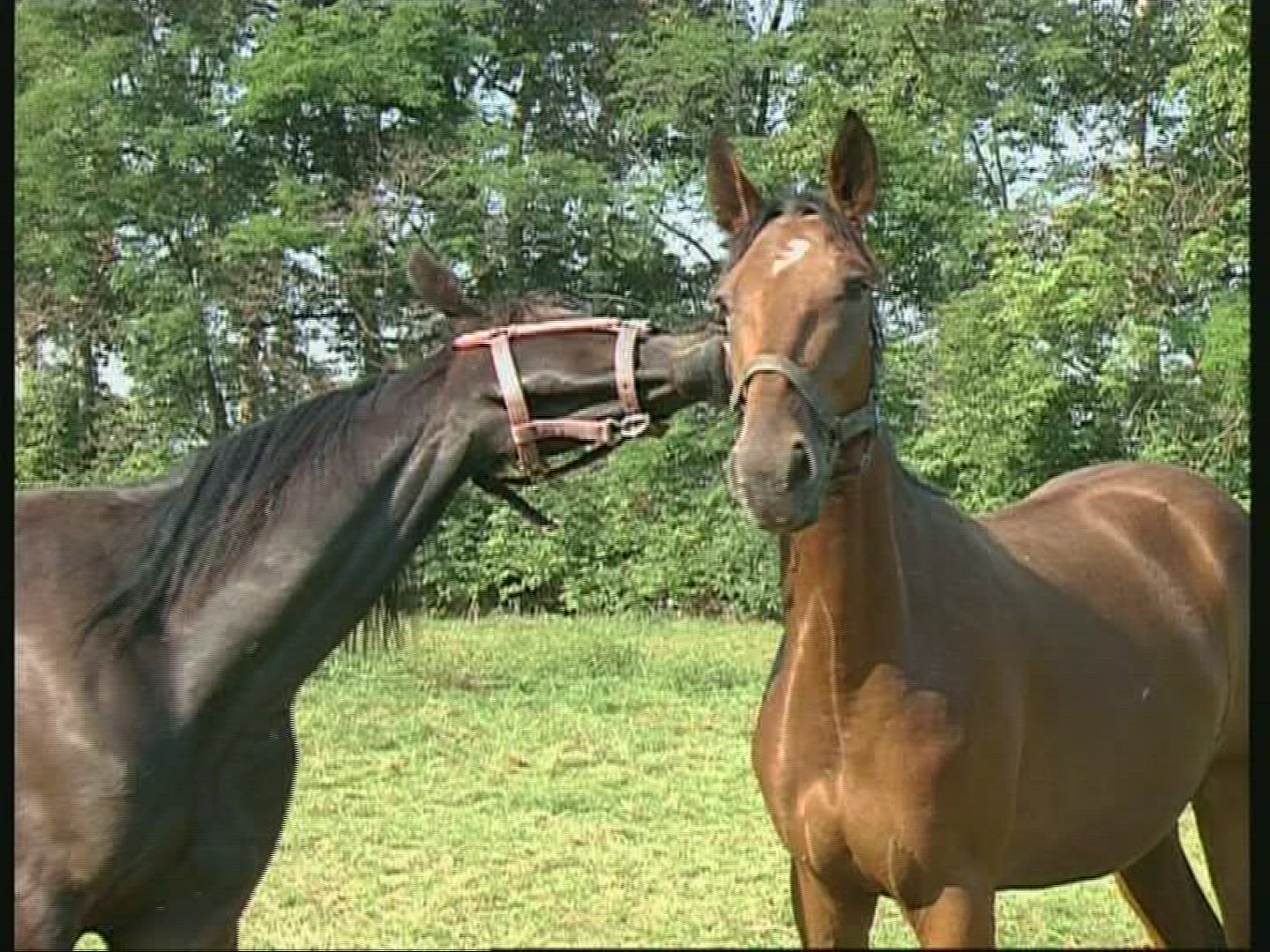 772762904 / Horse / Austria
