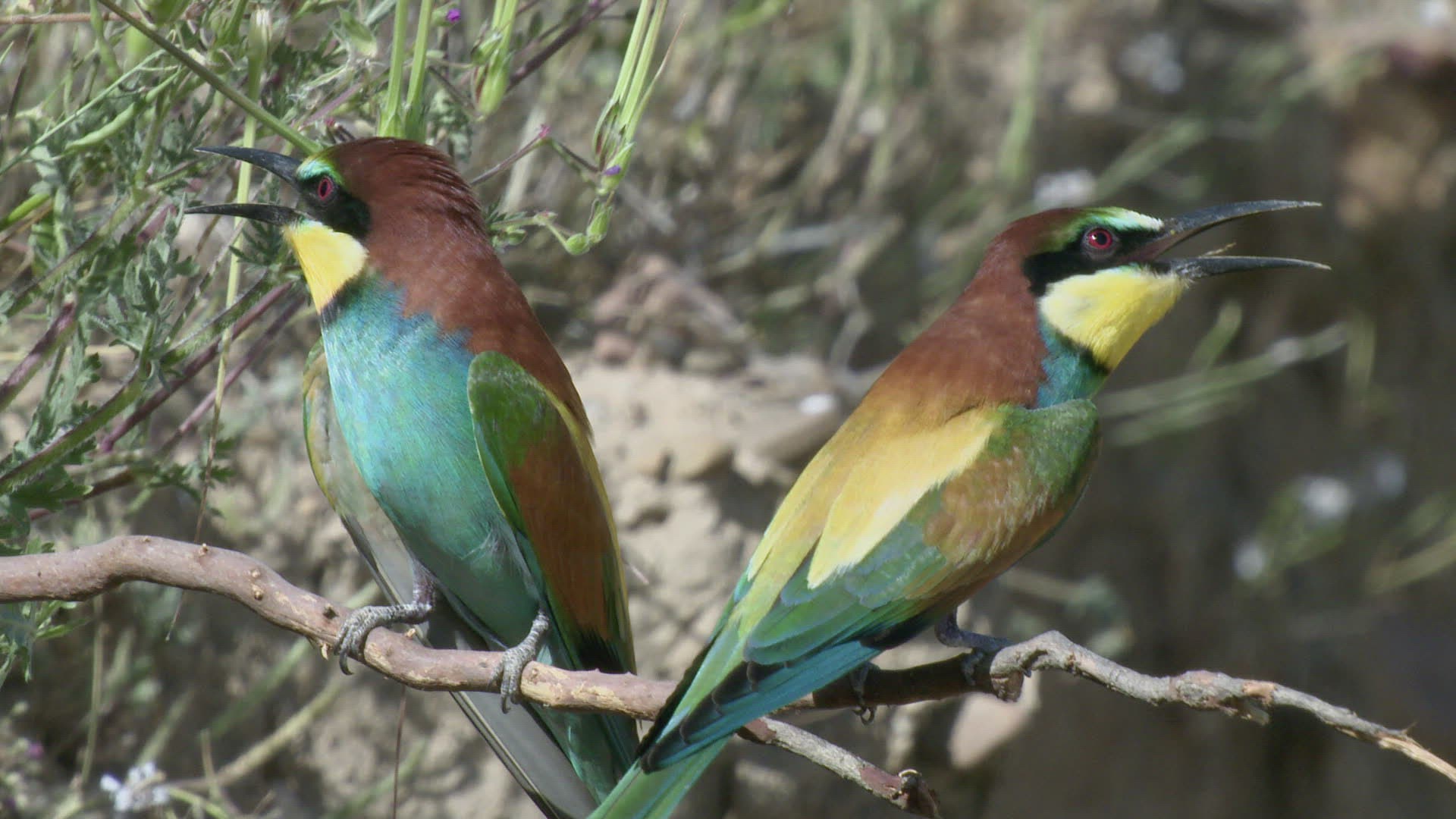 731997702 / Bee-eater / Calling