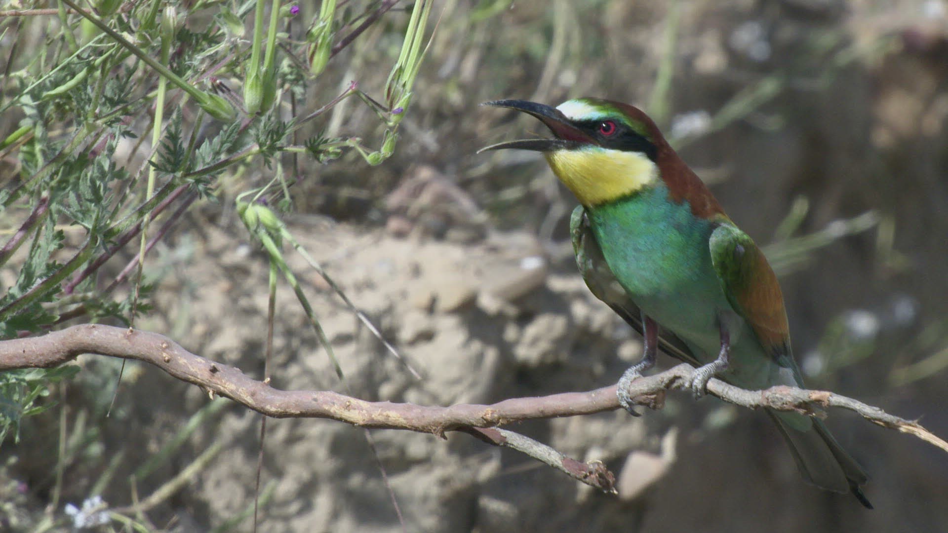 573285470 / Bee-eater / Calling