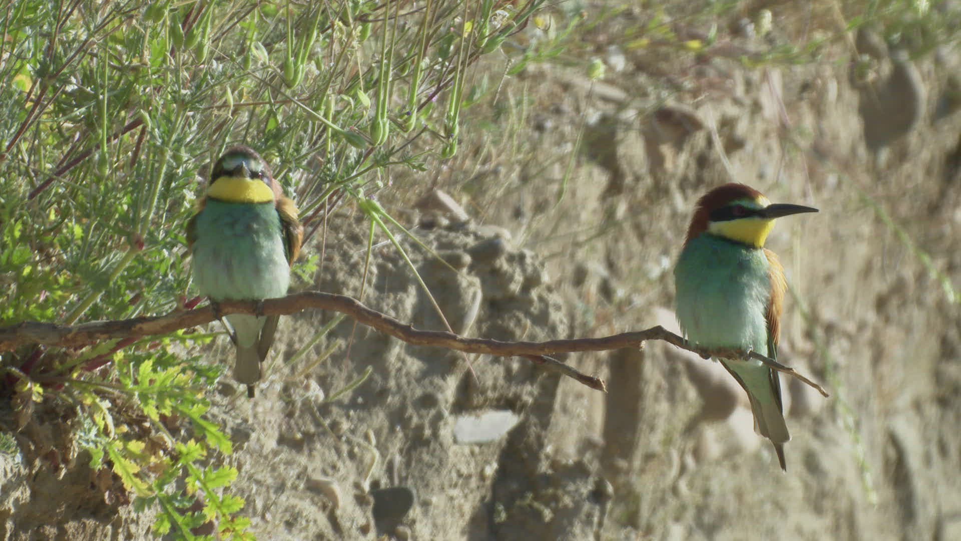 647883613 / Bee-eater / Chasing Away