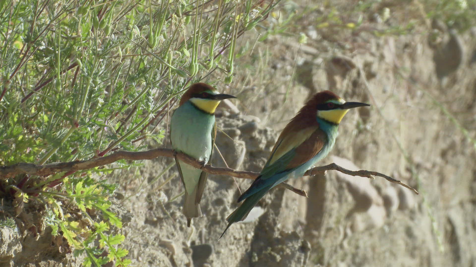 480747265 / Bee-eater / Chasing Away