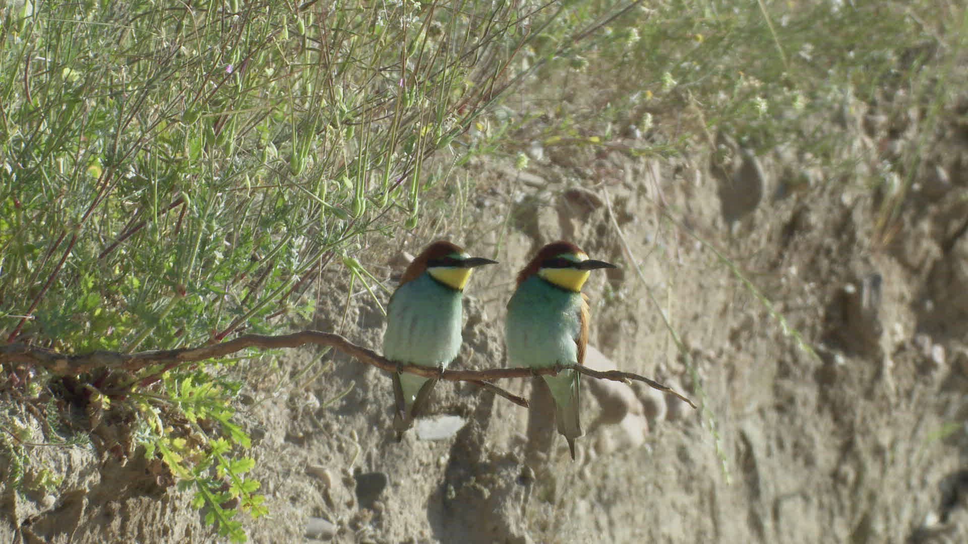 724345750 / Bee-eater / Chasing Away