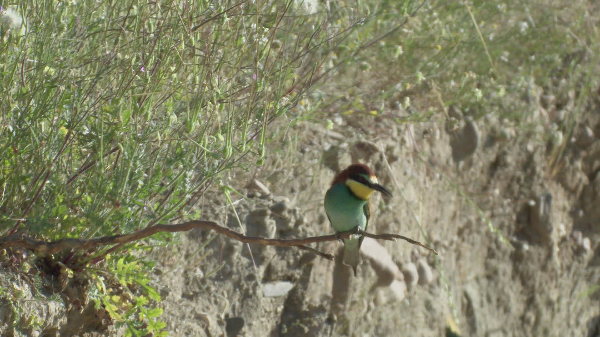 131709346 / Bee-eater / Chasing Away