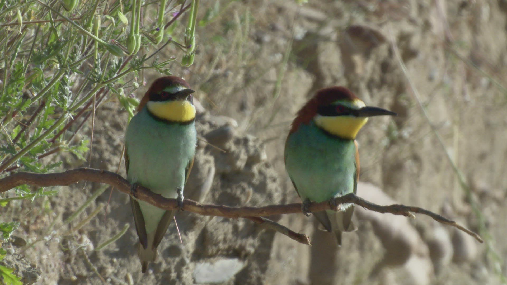 198608591 / Bee-eater / Chasing Away