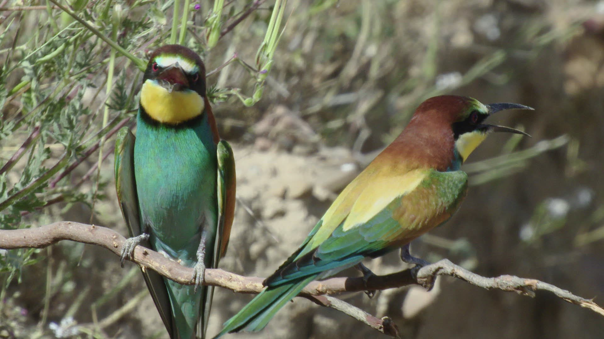 295605052 / Bee-eater / Calling
