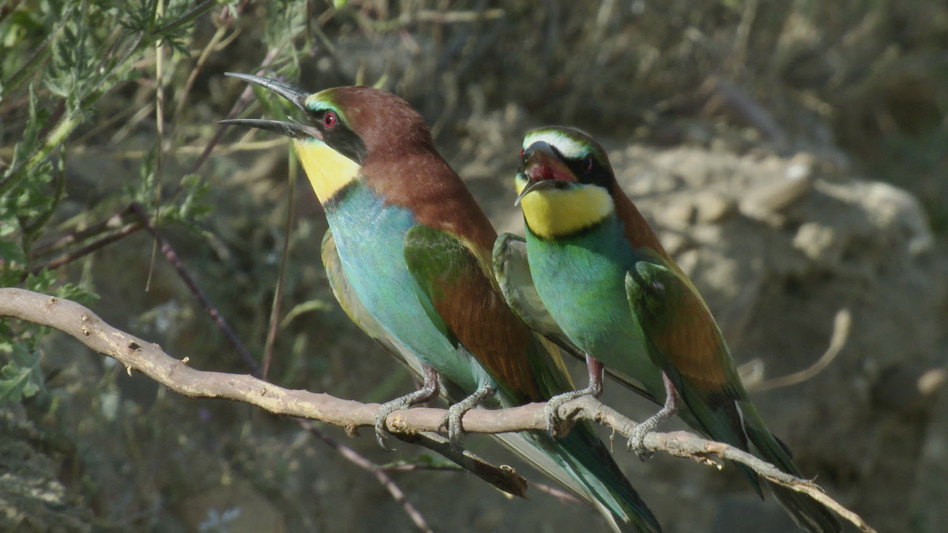 652669476 / Bee-eater / Calling