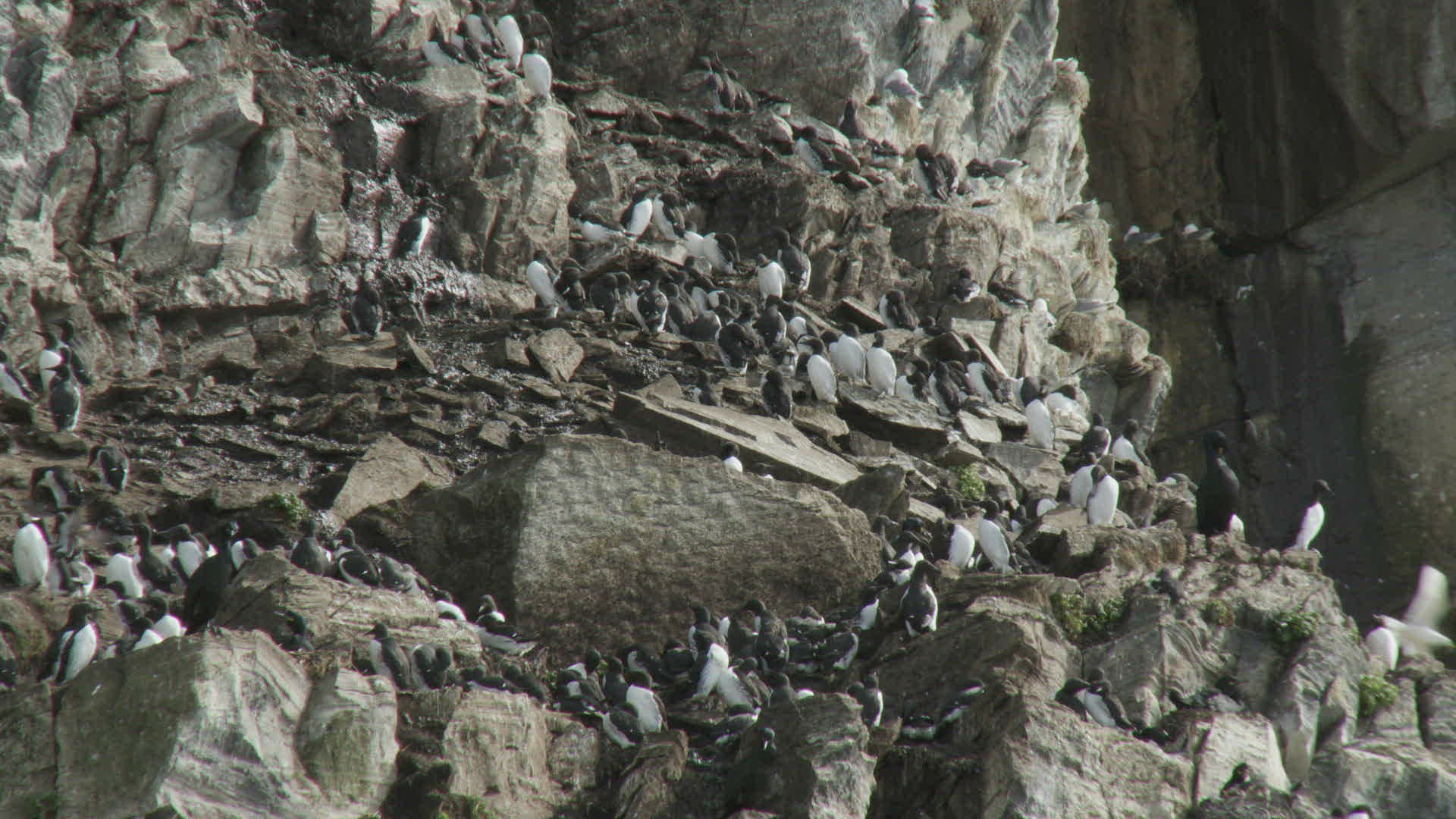 735751348 / Bird / Colony / Steep Coast