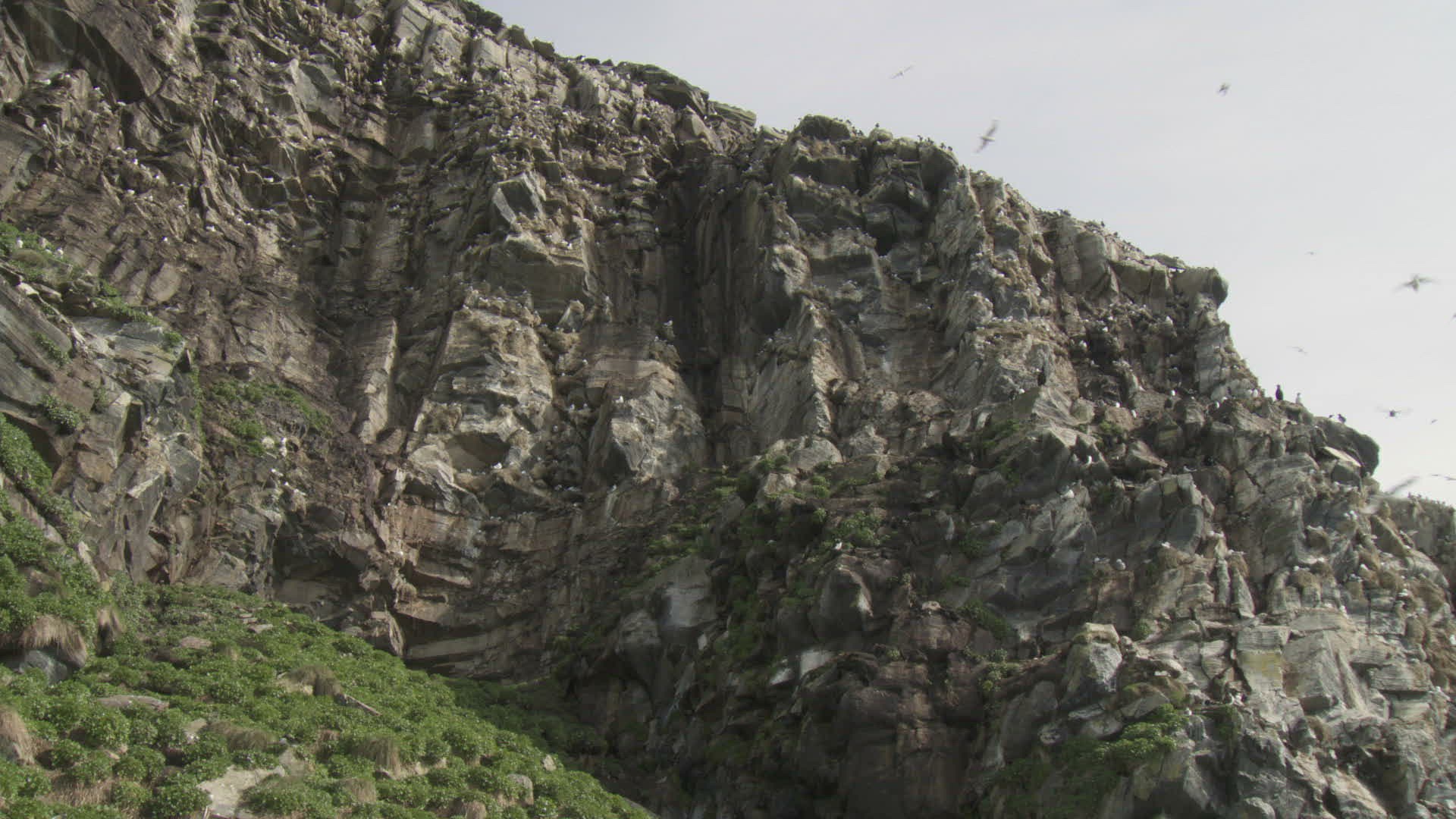 437612554 / Bird / Colony / Steep Coast